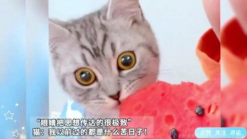 吃瓜的猫,吃瓜猫的趣味生活揭秘