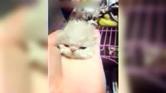 呆妹娱乐吃瓜视频大全下载